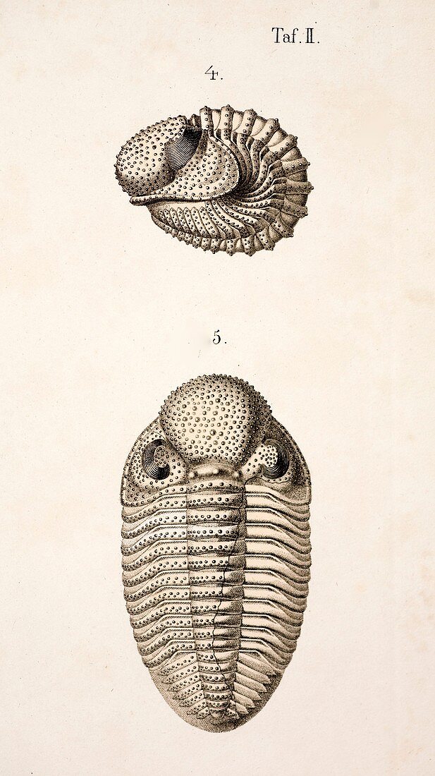 1846 Victorian Trilobite litho Phacops