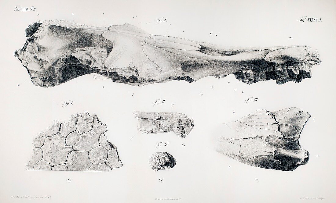 1848 Hydrarchos Zeuglodon basilosaurus
