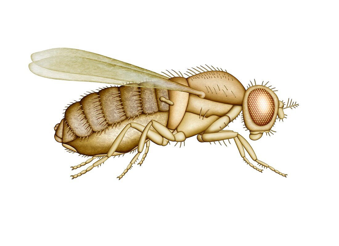 Fruit fly,artwork