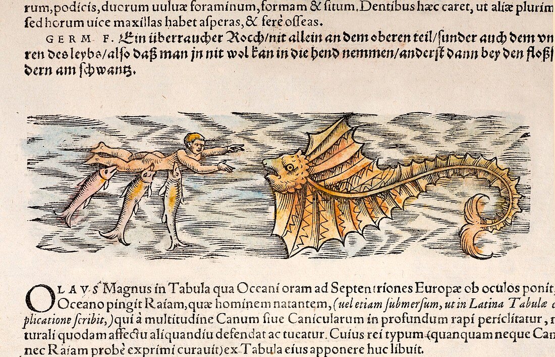 1554 Gesner shark attack on man with ray
