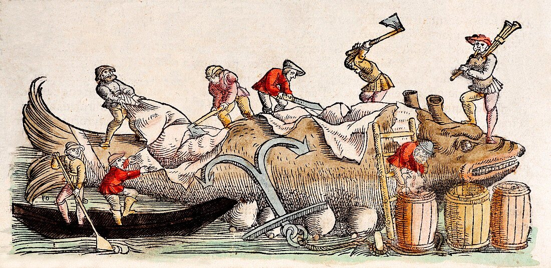 1560 Gesner Magnus medieval whaling