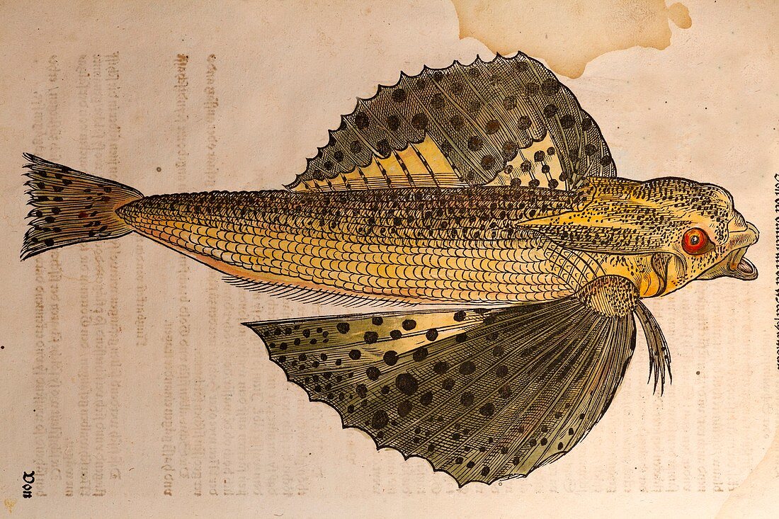 Gesner Flying Fish old illustration