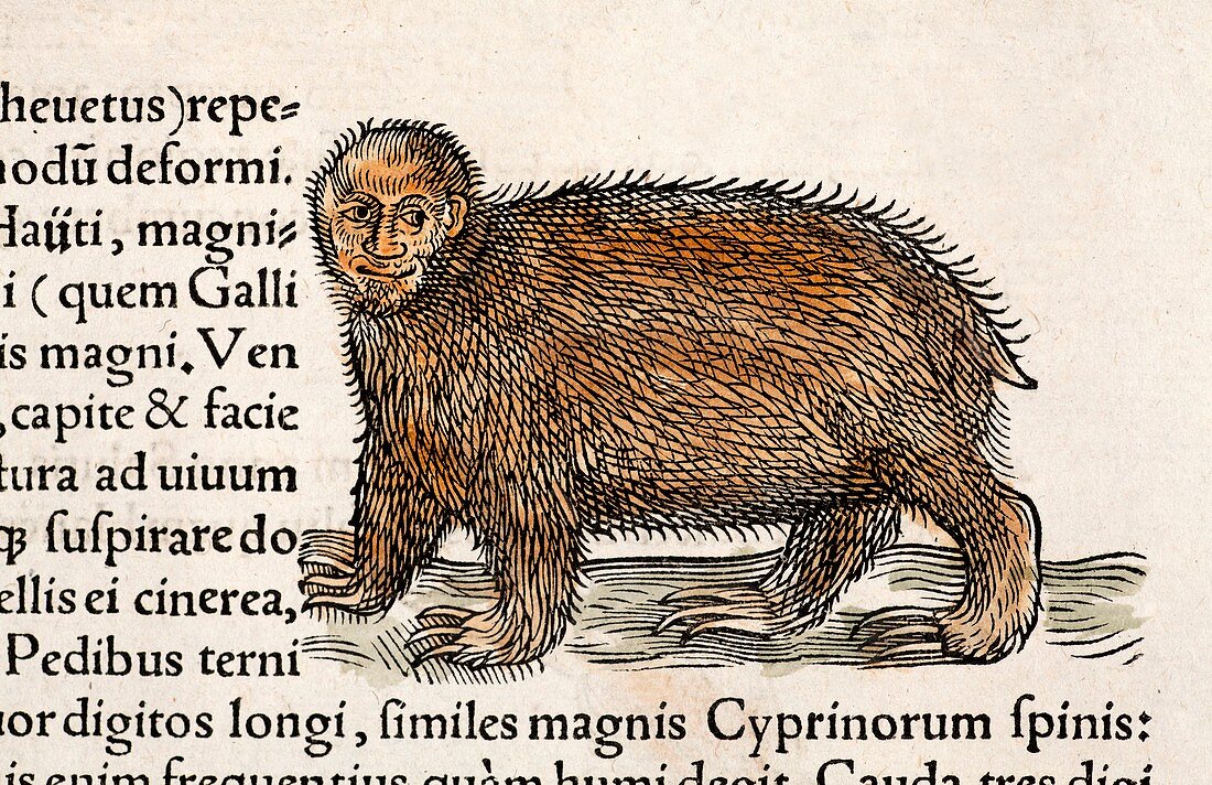 1560 Gesner man faced tree sloth