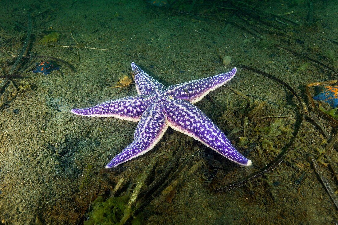 Starfish,Asterina pectinifera