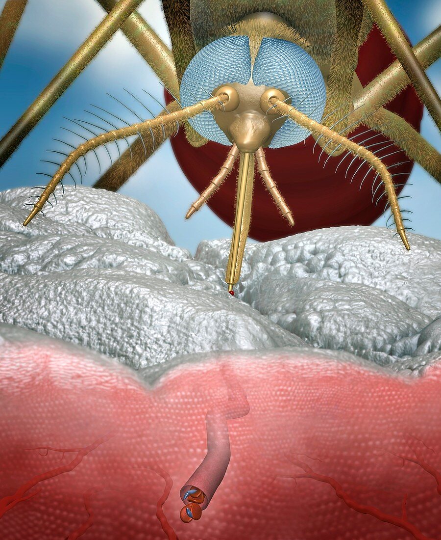 Mosquito transmitting malaria,artwork