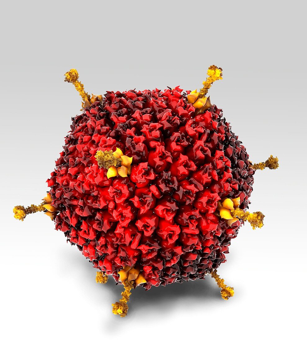 Adenovirus structure,artwork