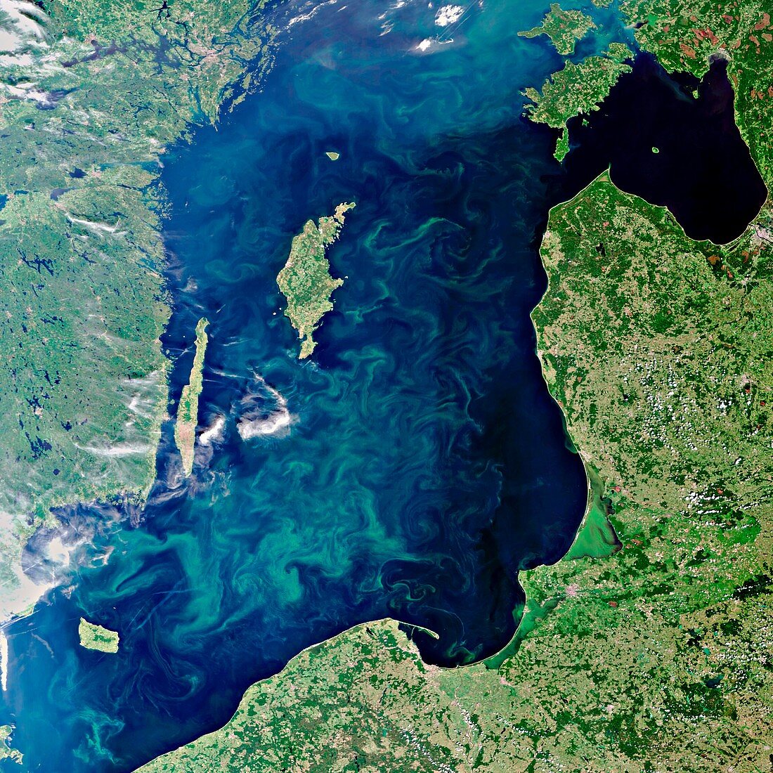 Baltic Sea algal bloom,2010