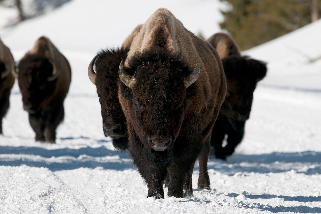 American bison herd