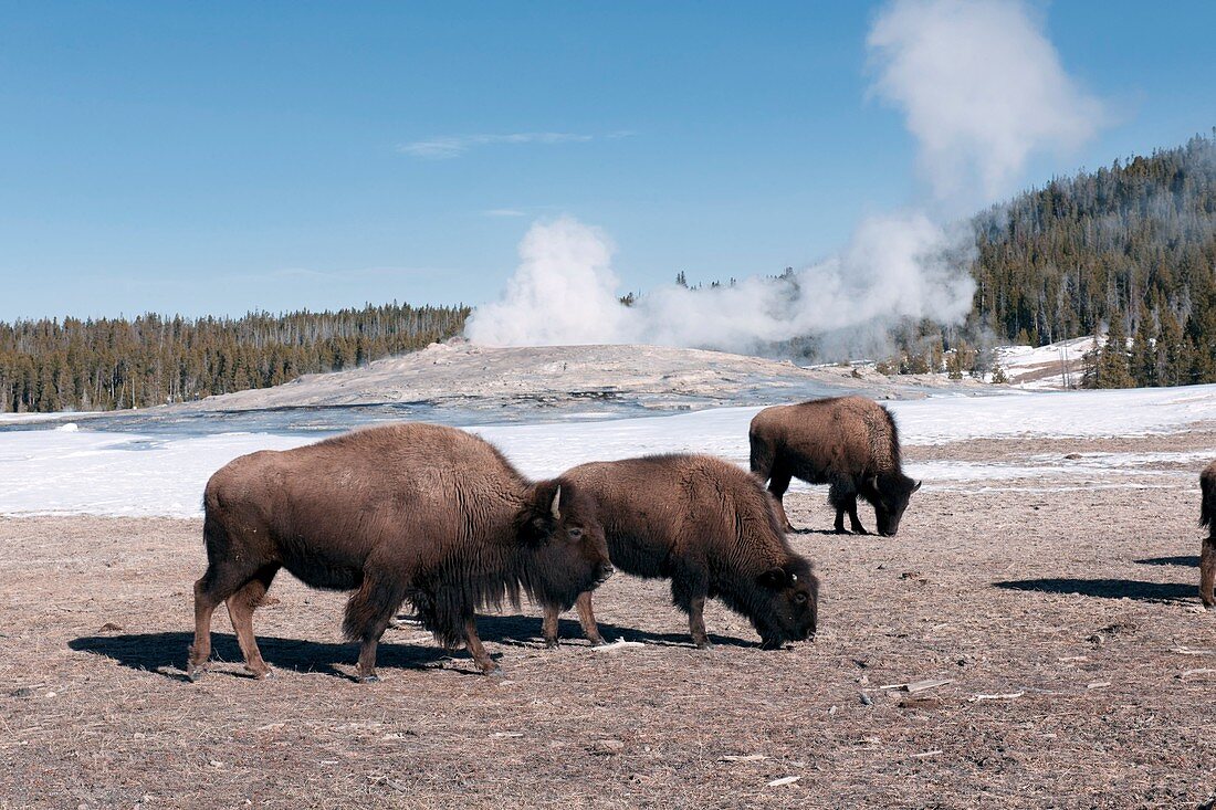American bison herd at Old Faithful