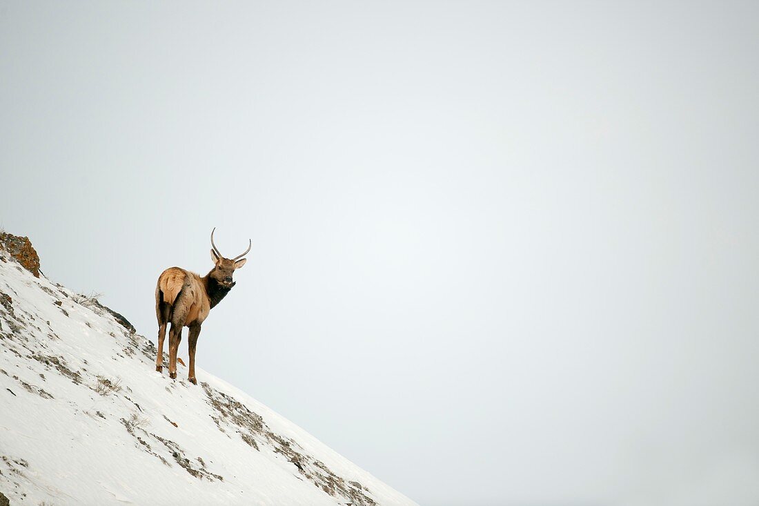 Young elk stag