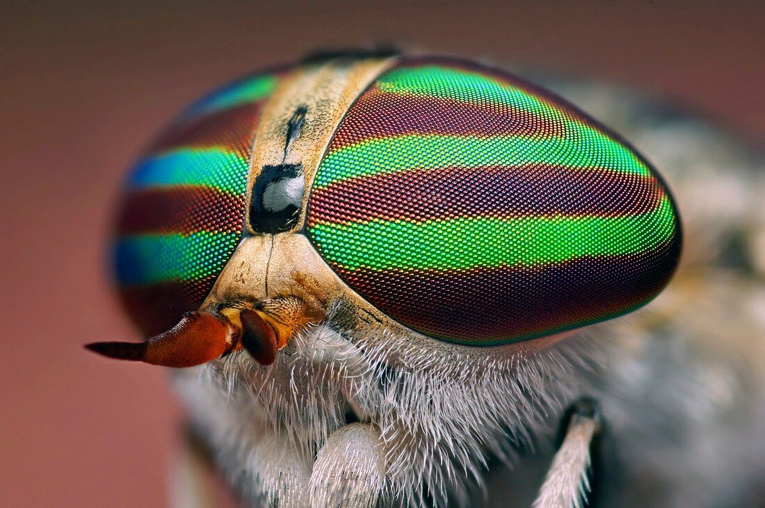 Striped horsefly