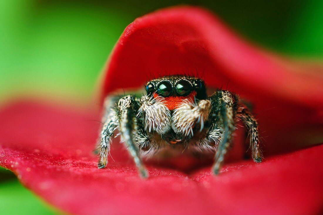 Jumping spider