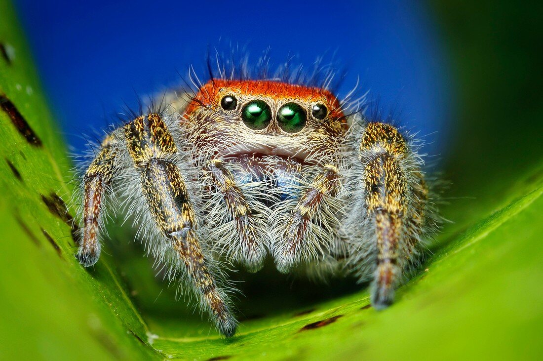 Cardinal jumper