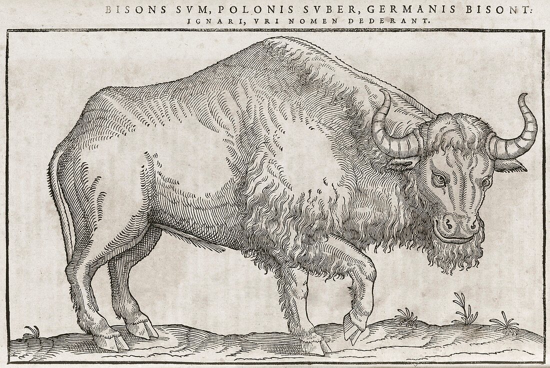European bison,17th century