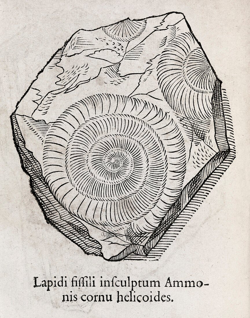 Ammonite fossil,16th century
