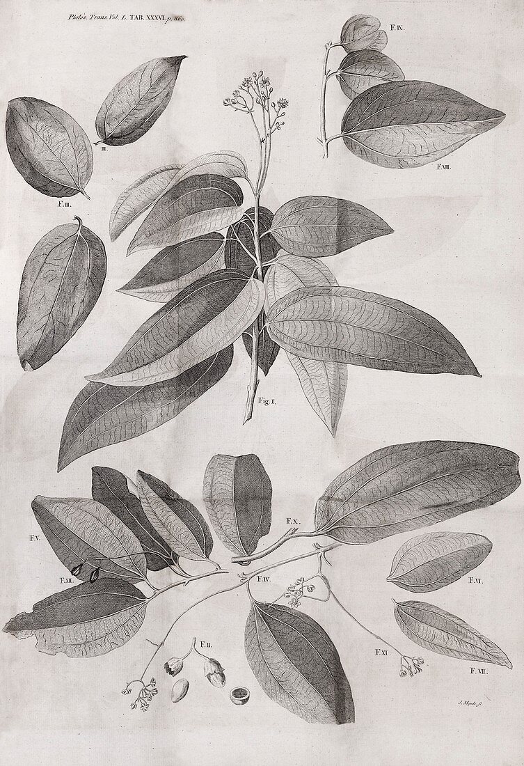 Cinnamon plant,18th century