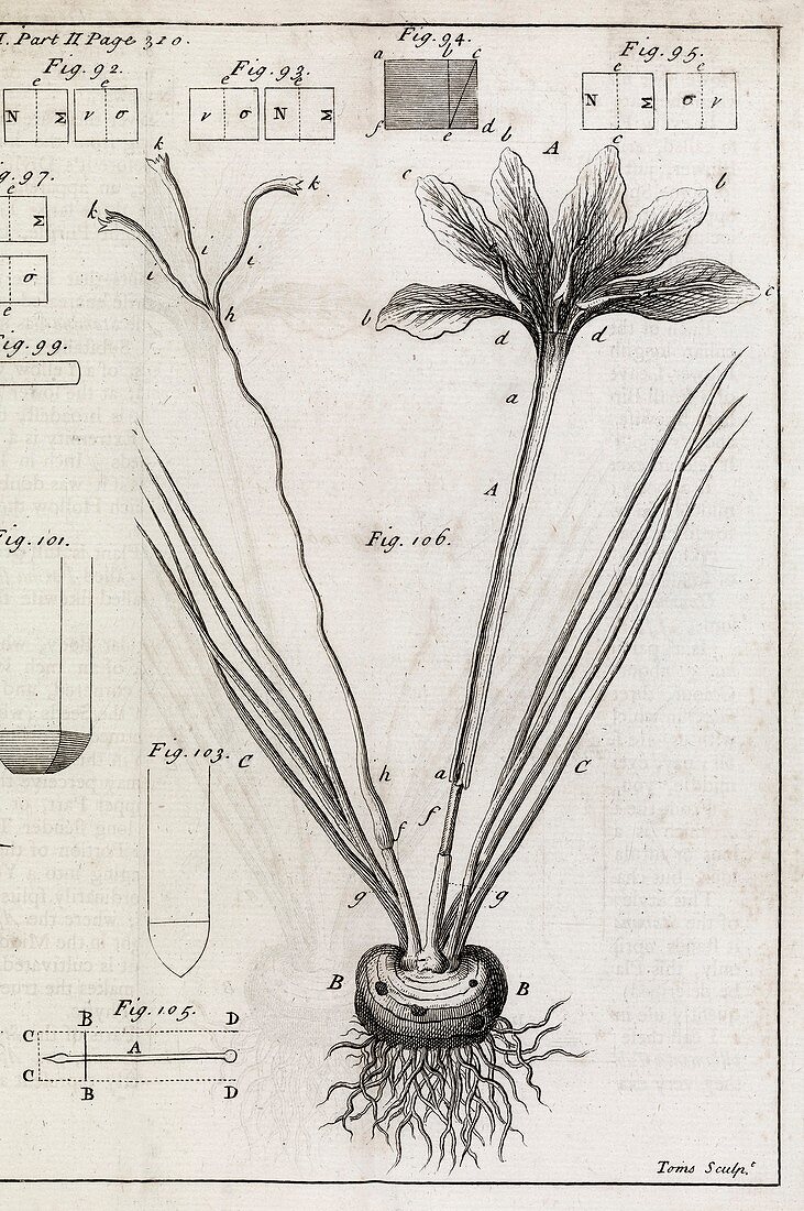 Saffron plant,18th century