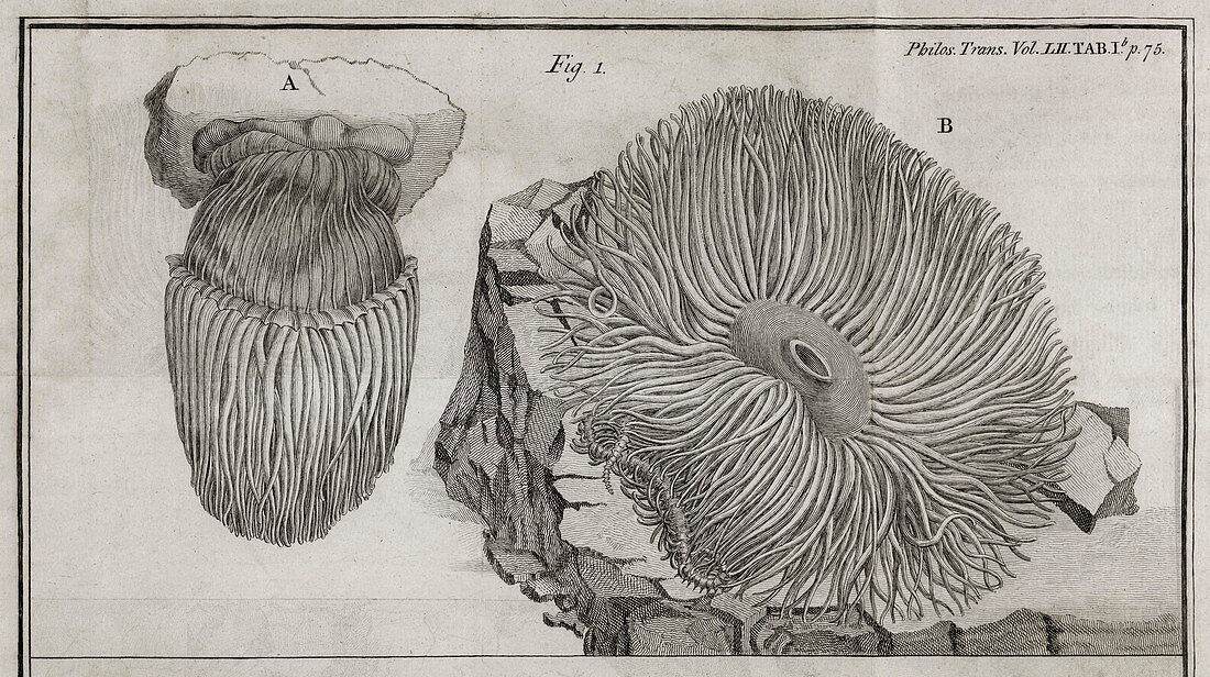 Sea anemone,18th century