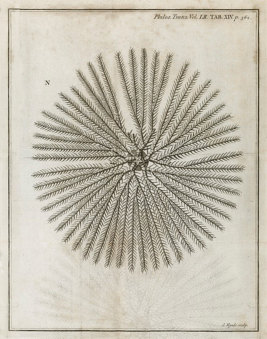 Echinoderm,18th century