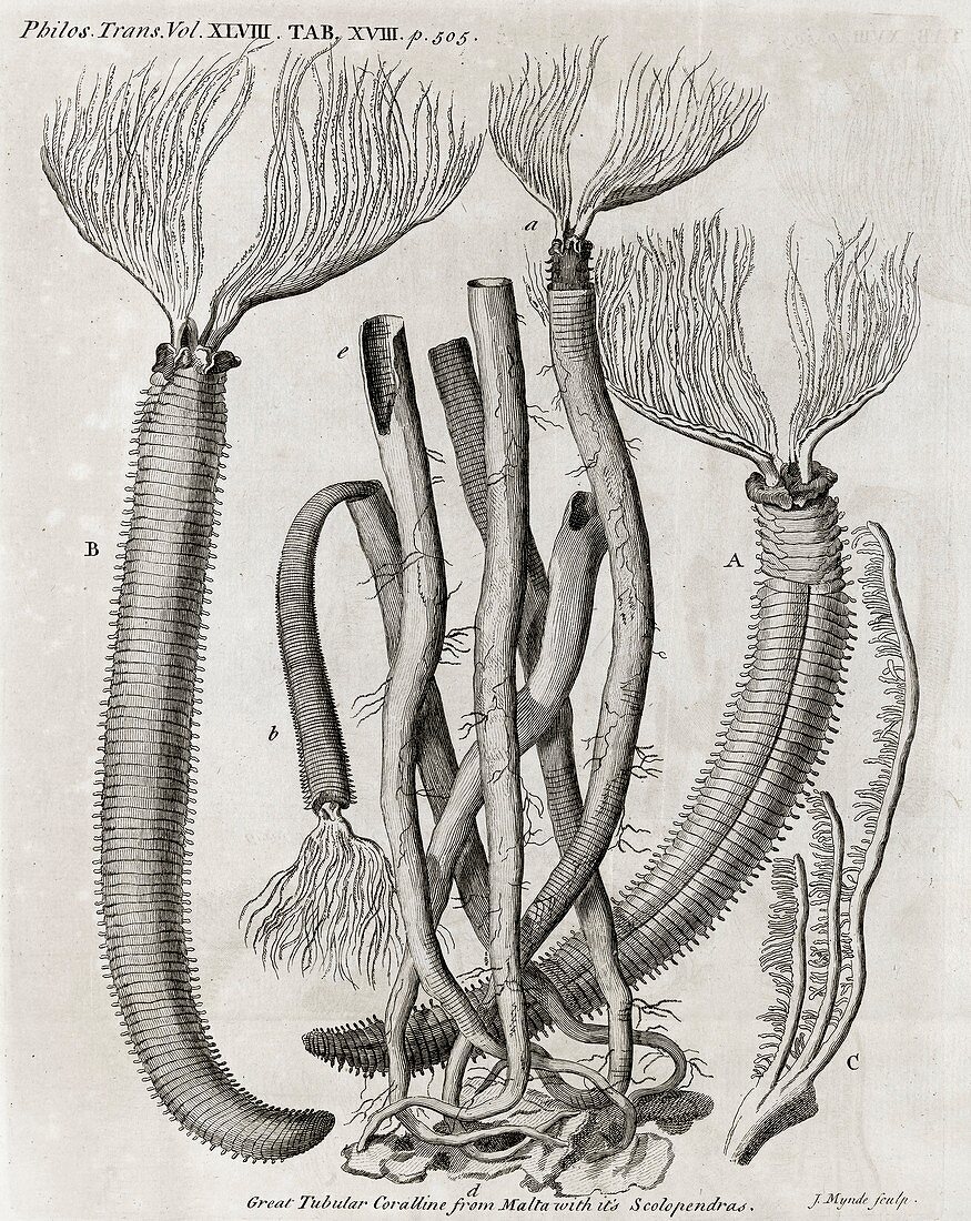 Coral-like polyps,18th century