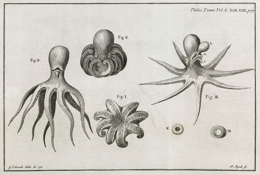 Octopus anatomy,18th century