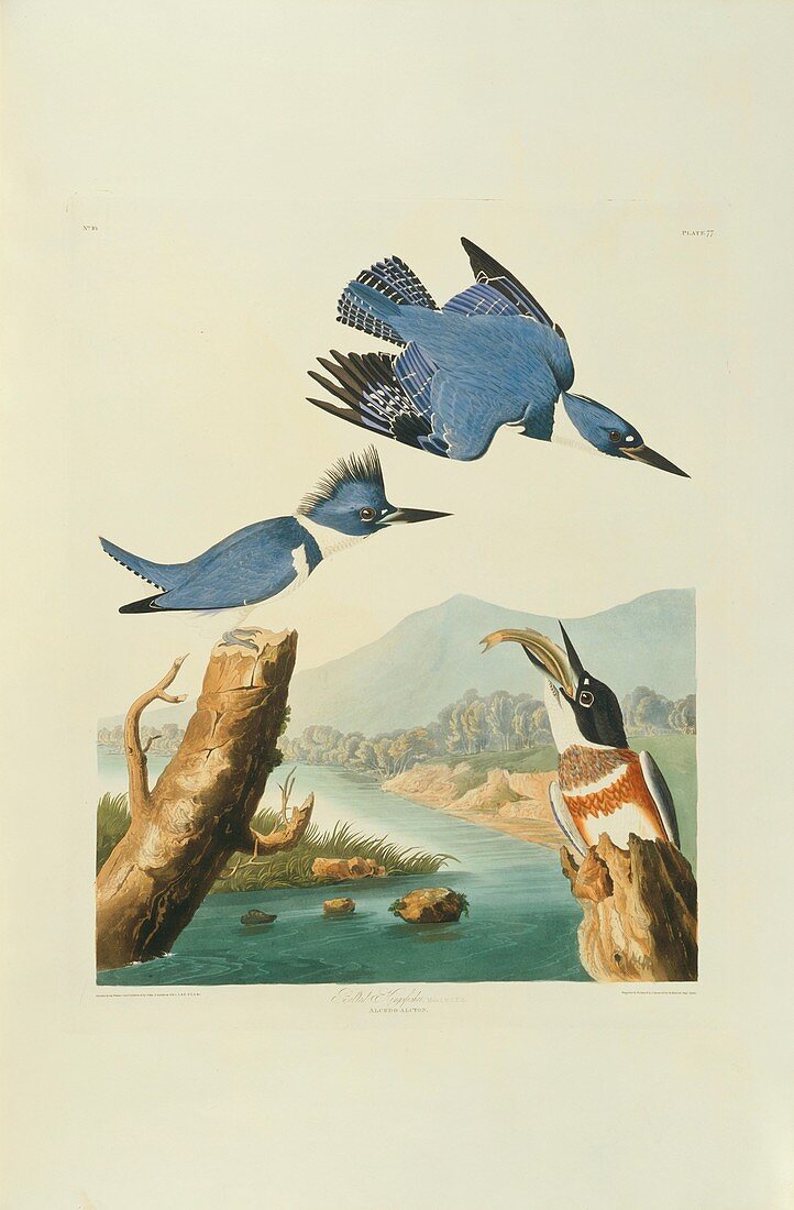 Belted kingfisher,artwork