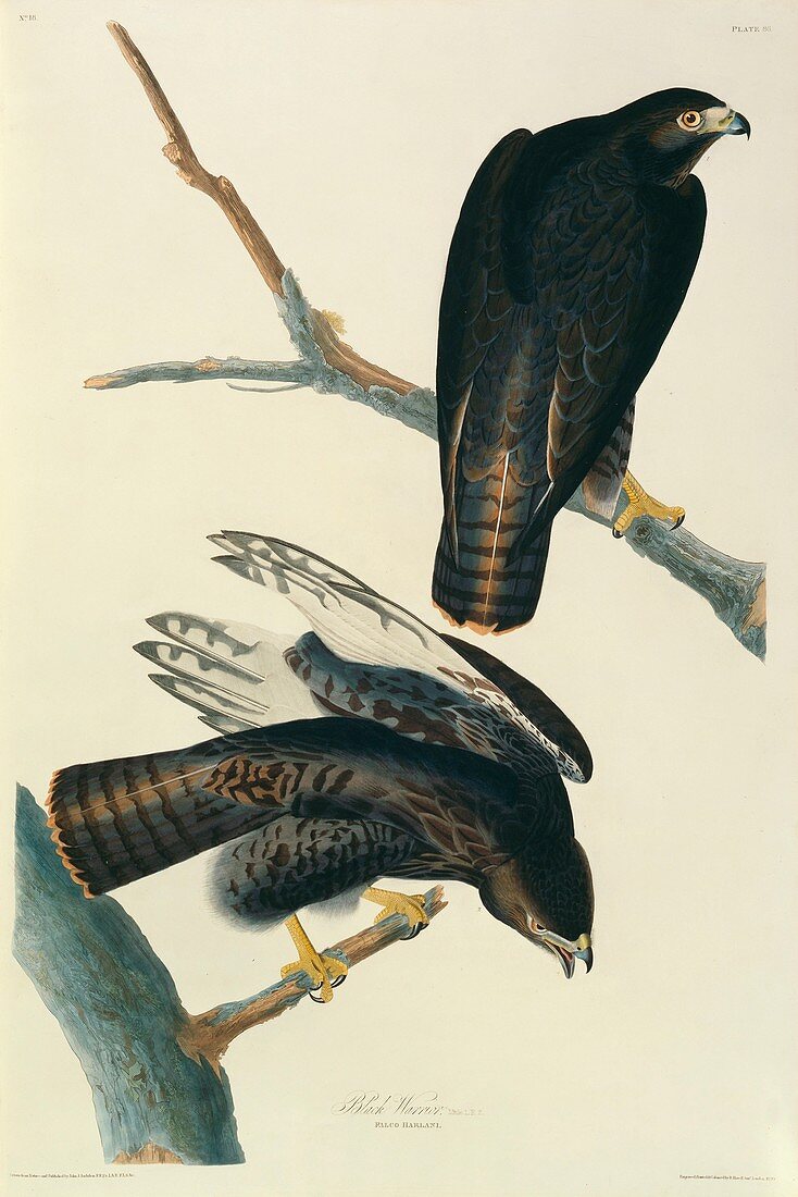 Red-tailed hawk,artwork