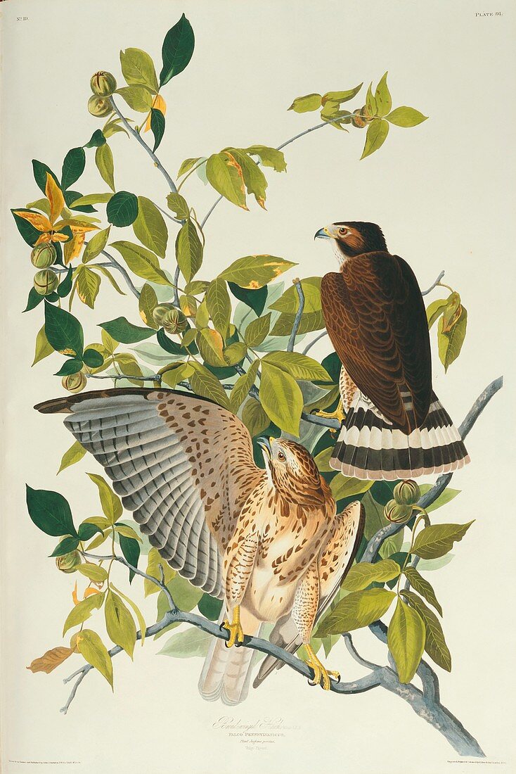 Broad-winged hawk,artwork