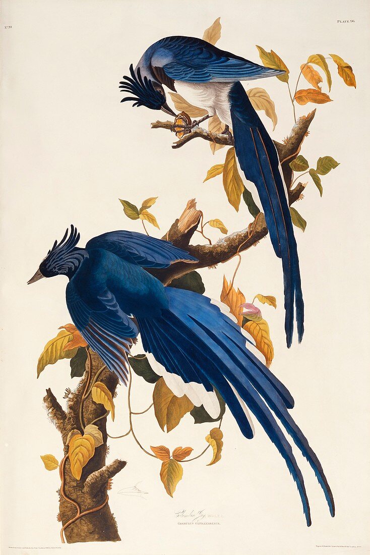 Black-throated magpie-jay,artwork