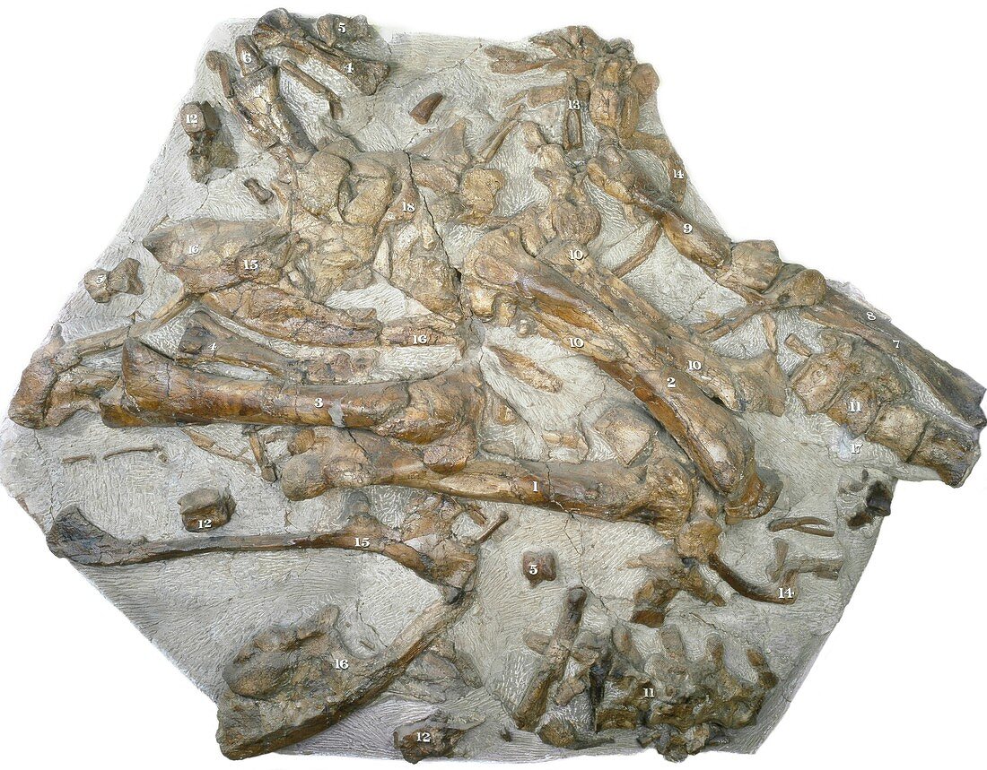 Maidstone Slab fossil