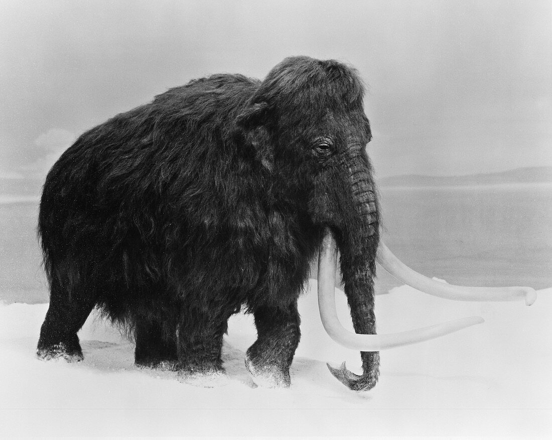 Woolly mammoth,artwork