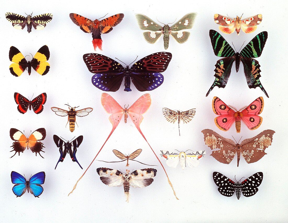 Display of butterflies and moths