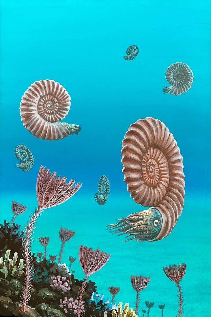 Ammonites in a Jurassic sea