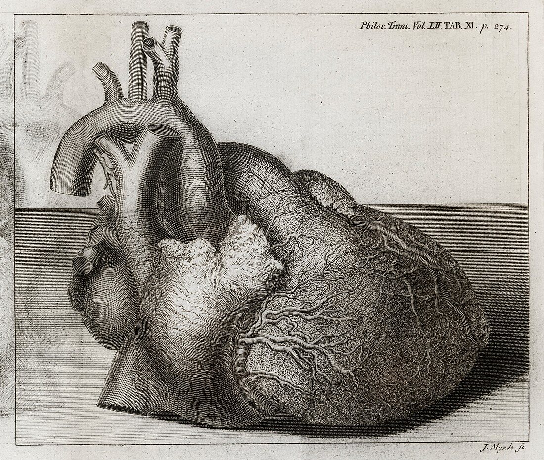 Heart of King George II,18th century