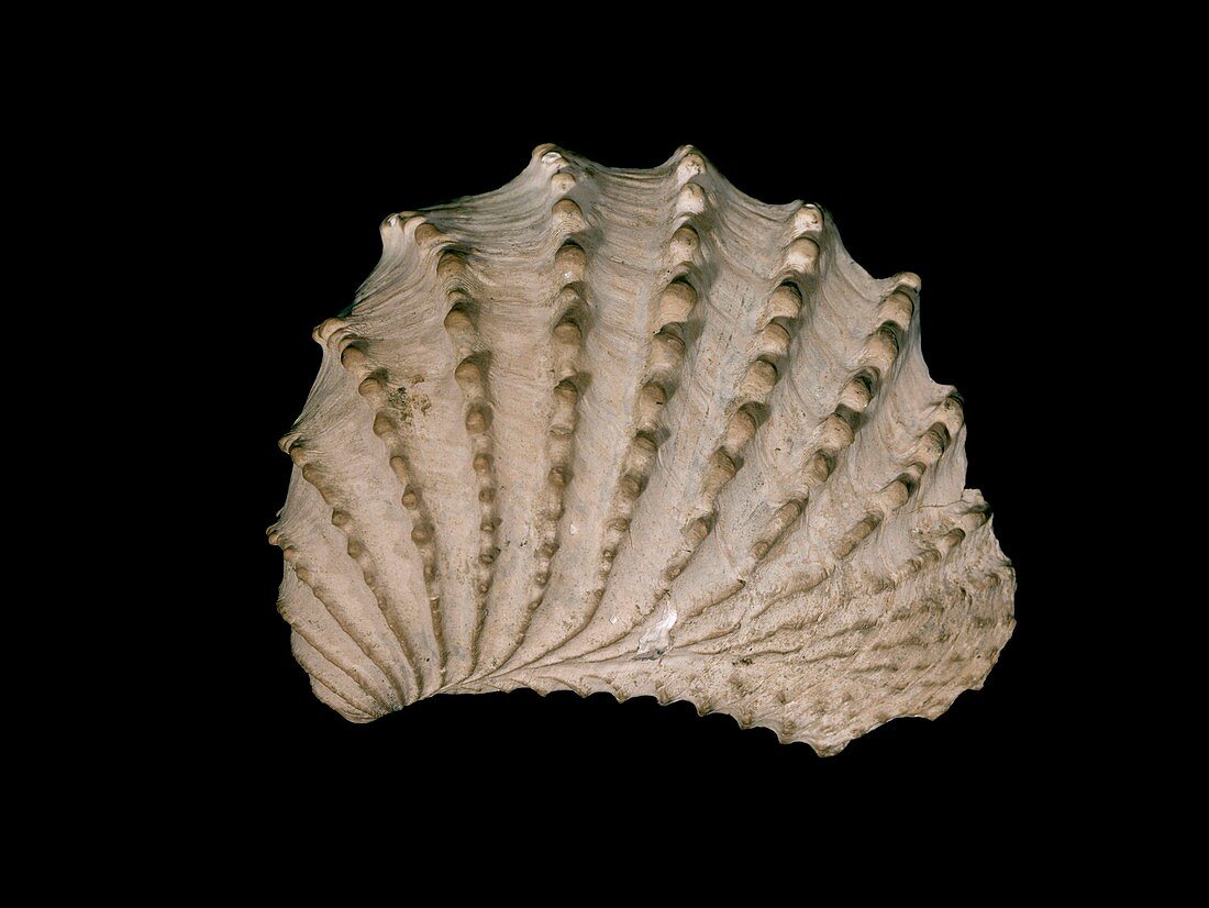Bivalve mollusc fossil
