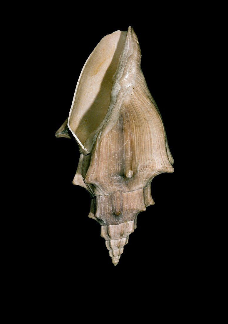 Marine gastropod shell