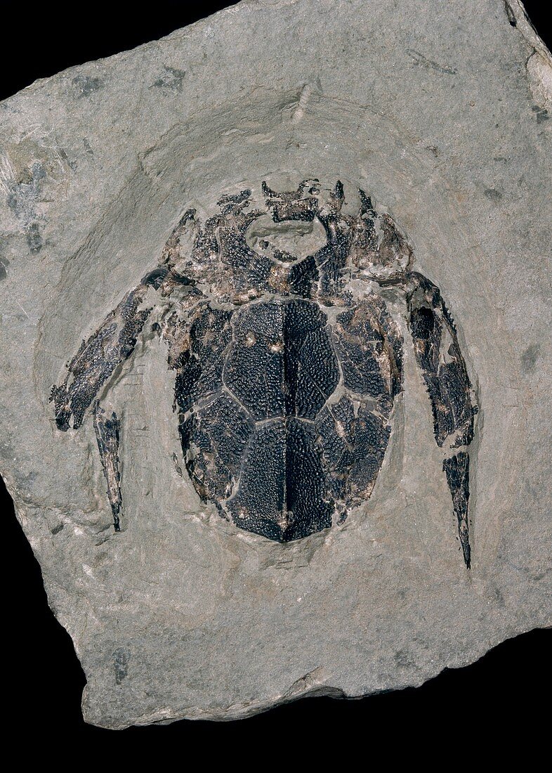 Armoured fish fossil