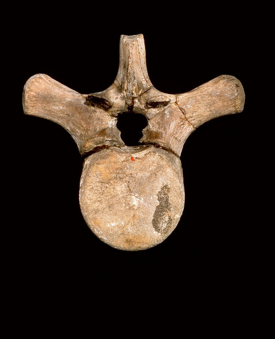 Pliosaur vertebra bone