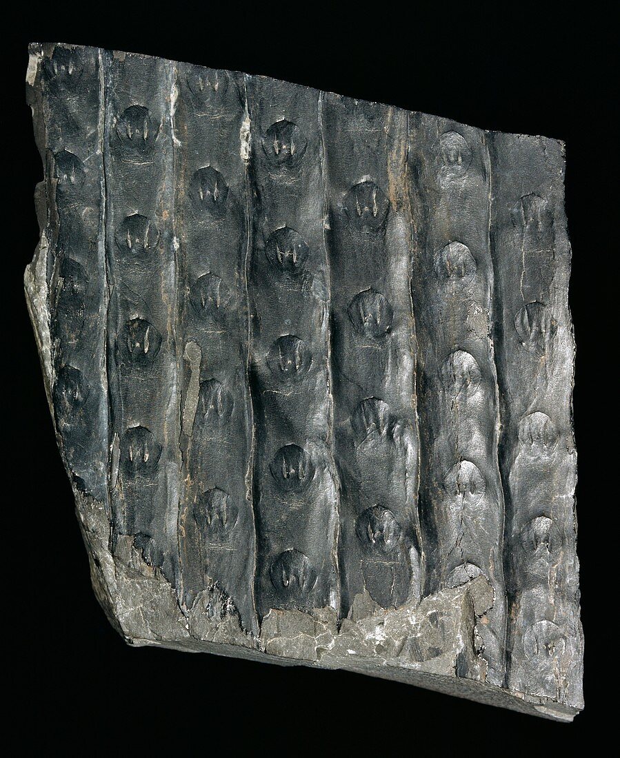 Fossil lycopod bark