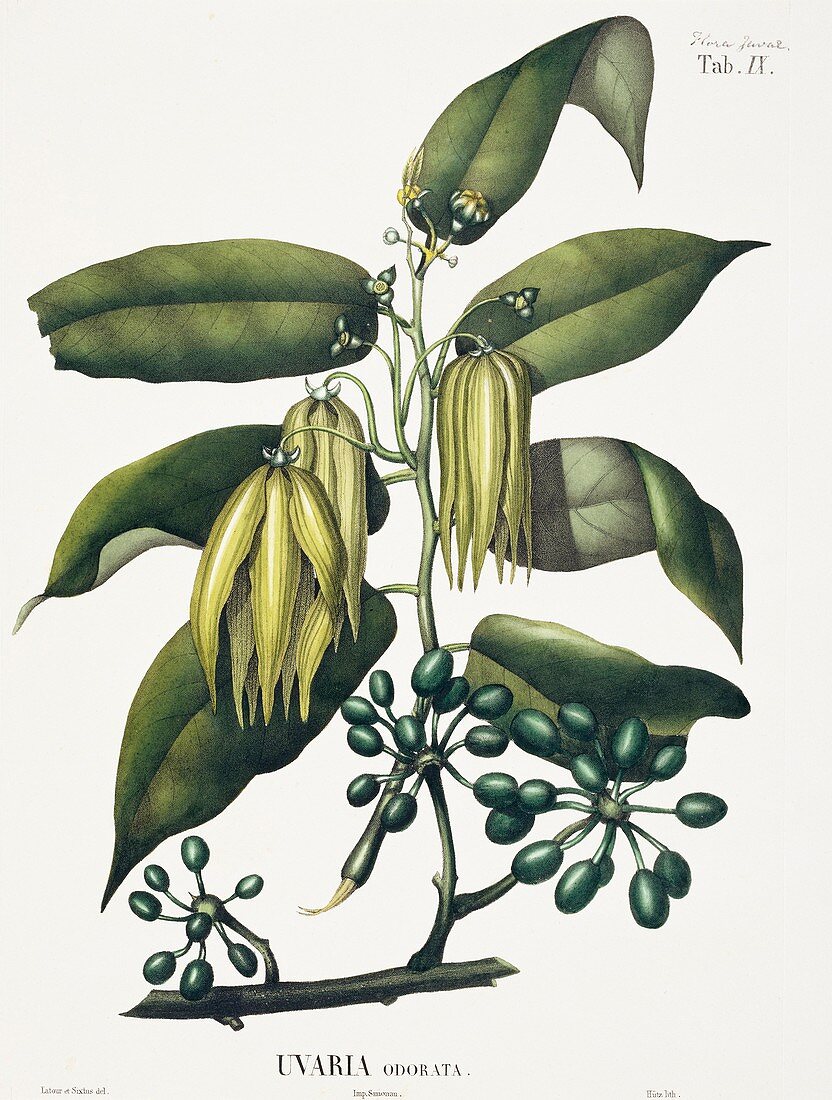 Ylang-Ylang Uvaria odorata,artwork