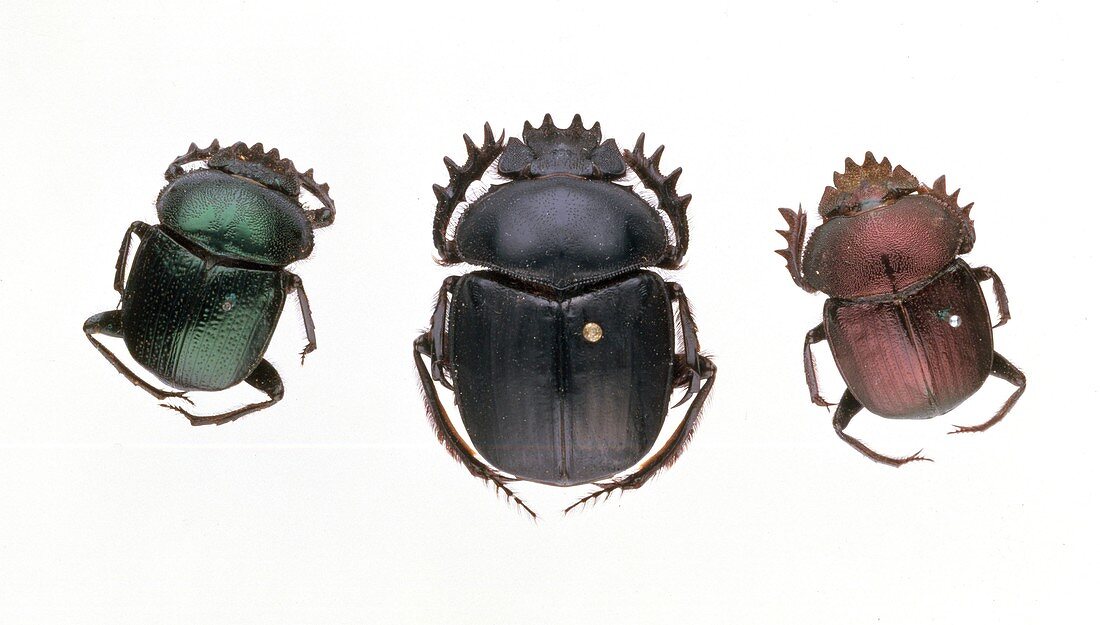 Scarab beetle specimens