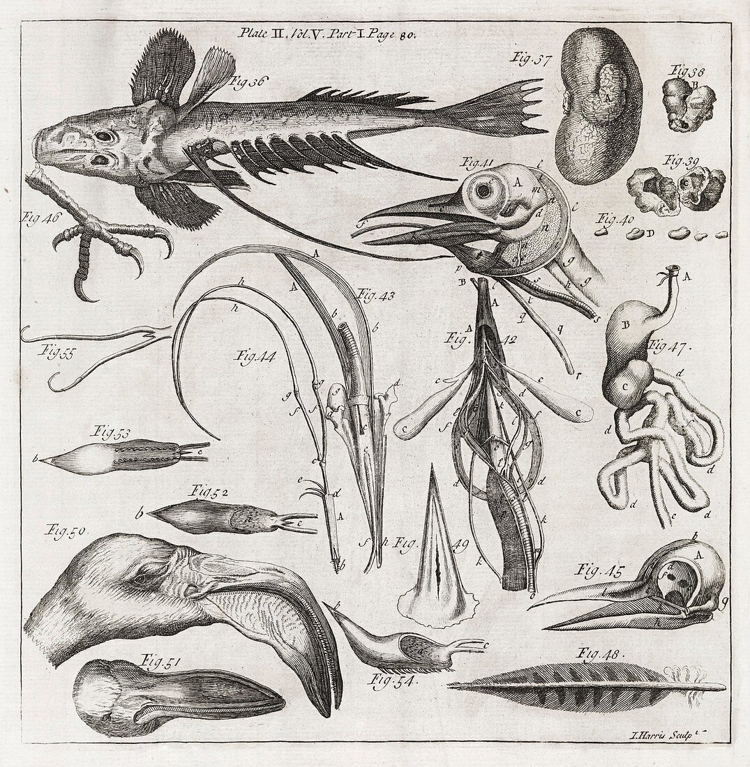 Zoological illustrations,18th century
