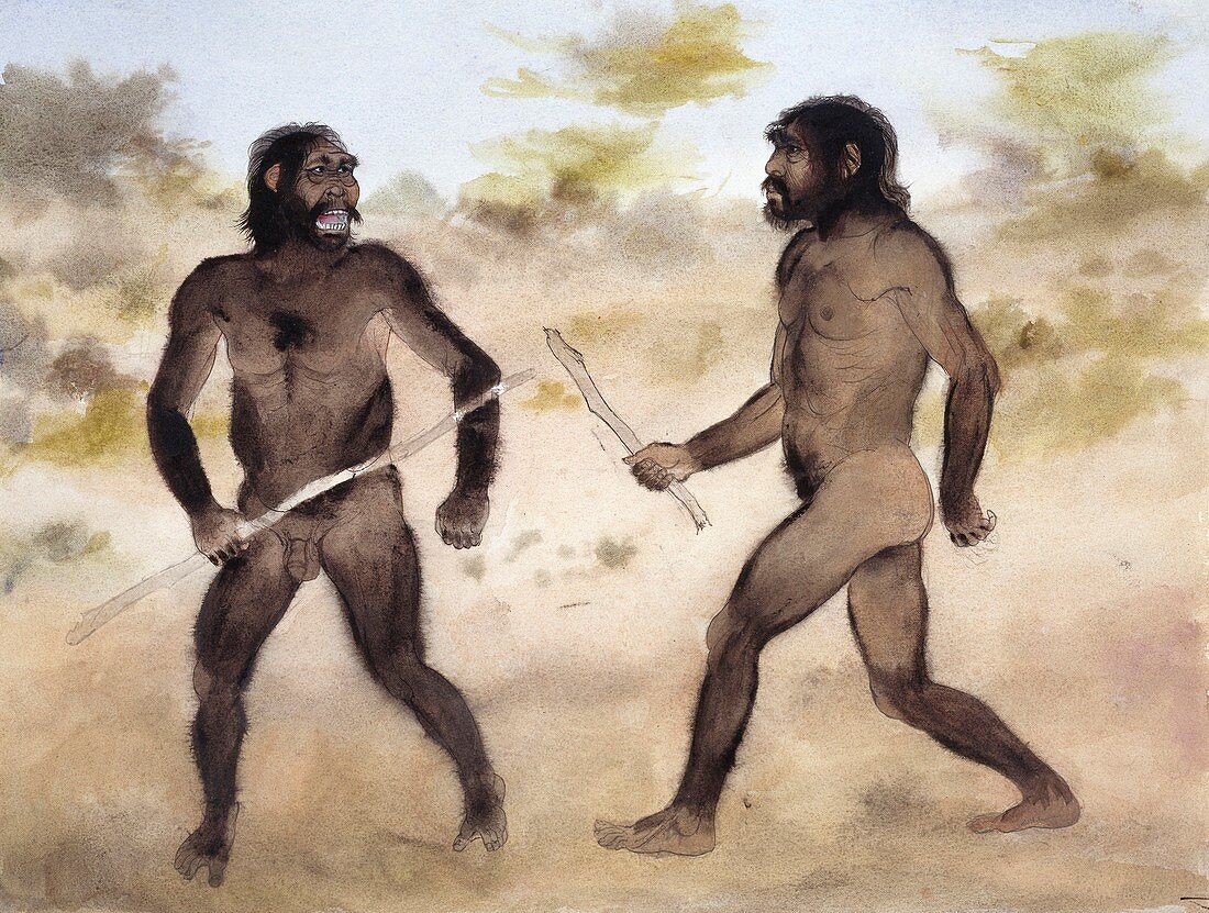 Homo erectus attacking Paranthropus