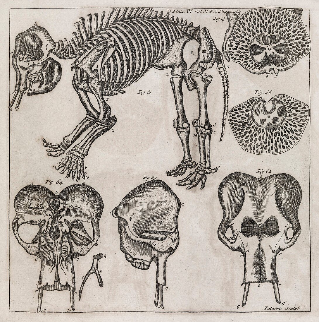 Elephant anatomy,18th century