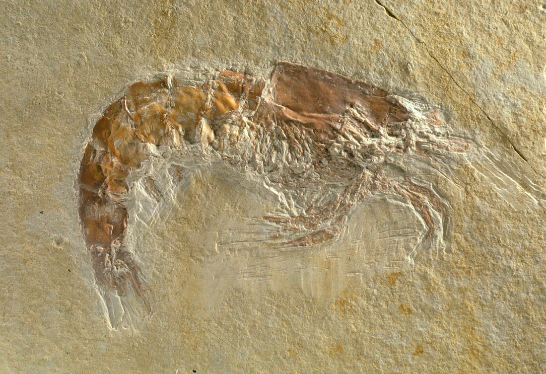 Acanthochirana prawn fossil
