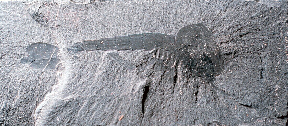 Waptia arthropod fossil,Burgess Shale