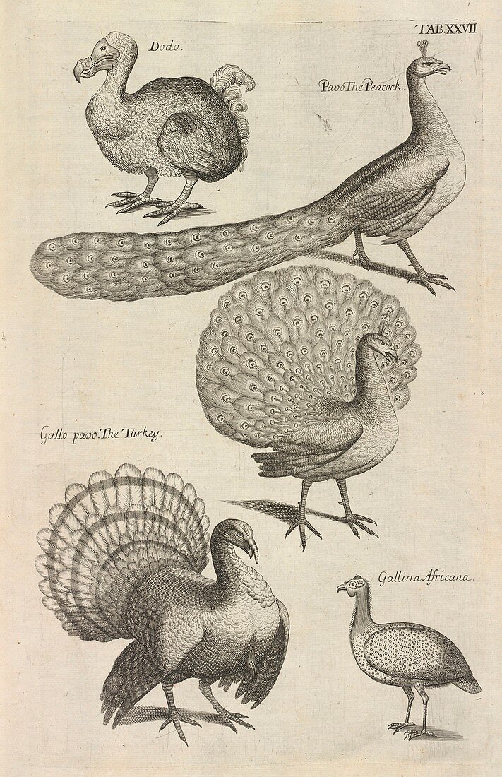 Dodo,peacocks and turkeys,artwork