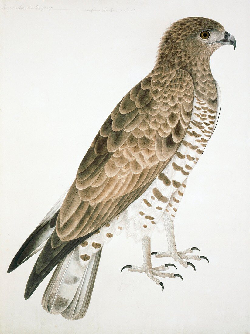 Short-toed eagle,artwork