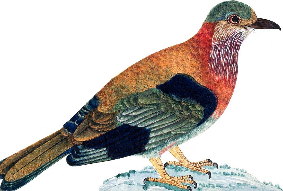 Indian roller bird,artwork