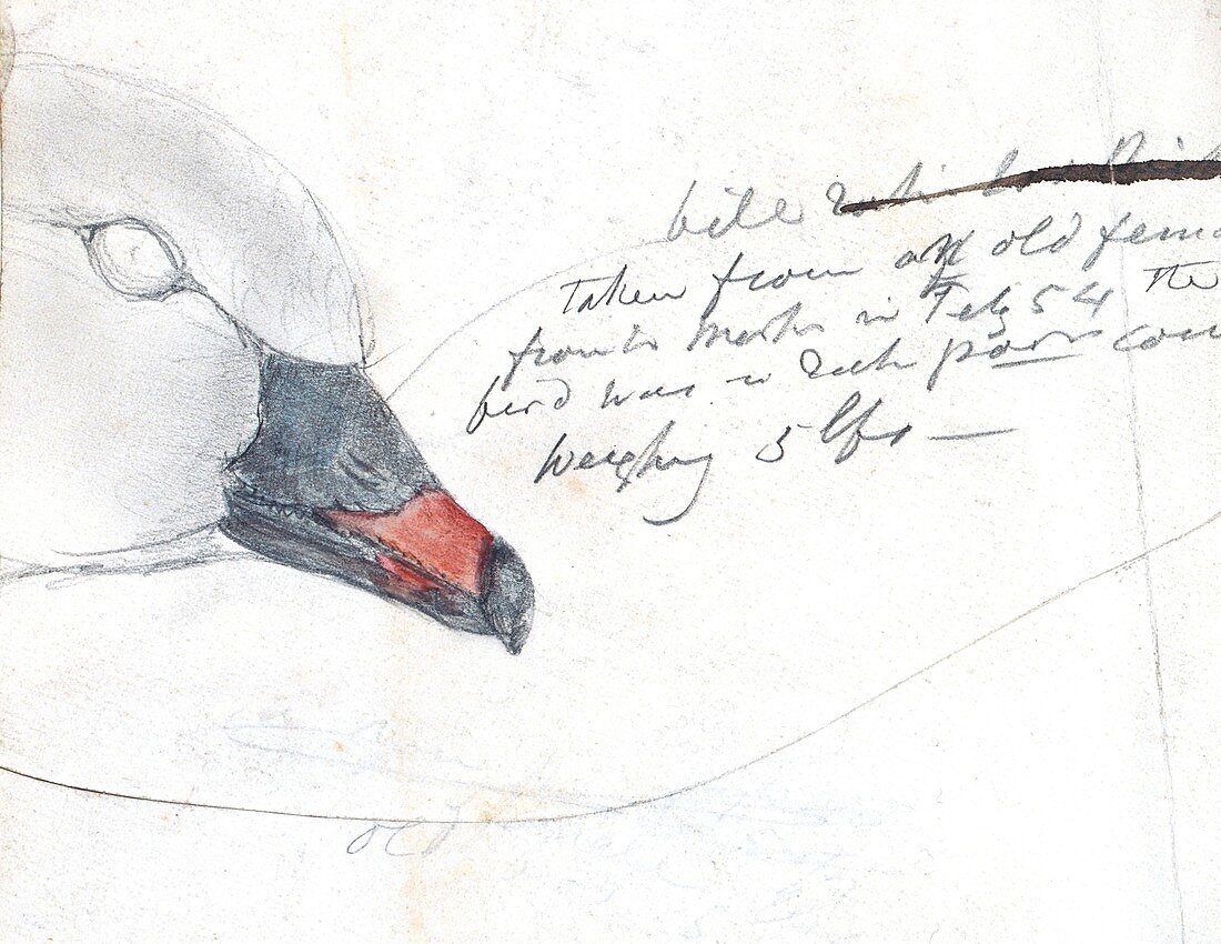 Pink footed Goose beak,artwork